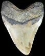 Huge, Megalodon Tooth - North Carolina #49524-2